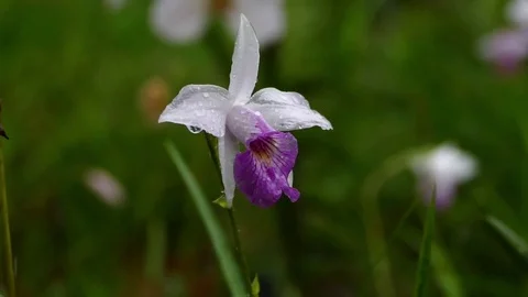 Tropical flowers under rainfall in monsoon rainy season in Asian garden. Stock Footage 72362706