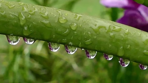 Tropical flowers under rainfall in monsoon rainy season in Asian garden. Stock Footage 72363144