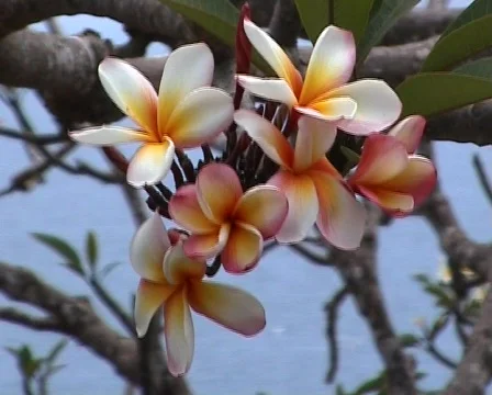  Tropical flowers on wind Stock Footage 378088