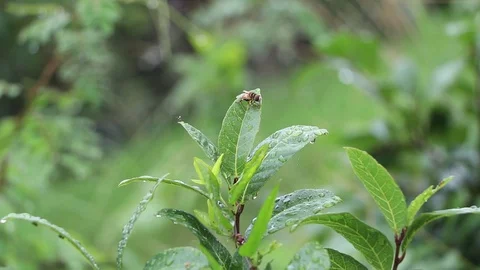 Tropical Fly on leaf Stock Footage 93298750