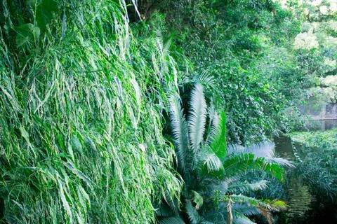 Tropical foliage background Stock Photos
