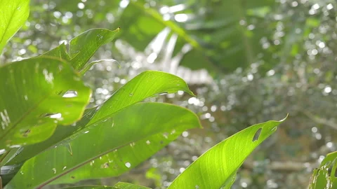 Tropical foliage with beautiful texture. Stock Footage 130643334