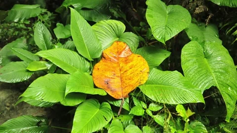 Tropical Foliage With Bright Fallen Leaf In Lush Rainforest Setting Видео 332680396