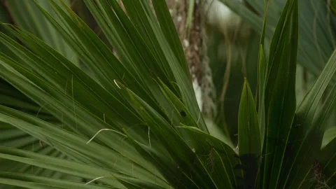 Tropical Foliage in Forest Stock Footage 244363465