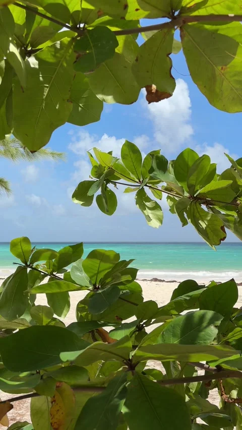 Tropical foliage frames turquoise sea, Barbados beach Stock Footage 337069082