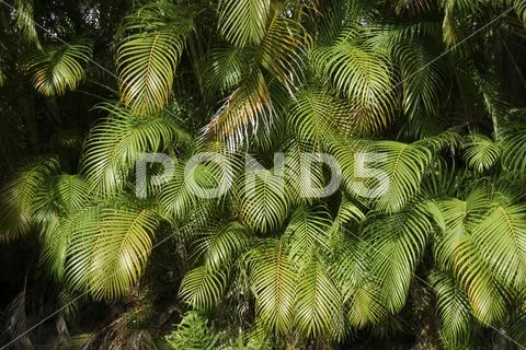 Tropical foliage Stock Photos