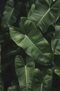 Tropical foliage textured pattern background Stock Photos