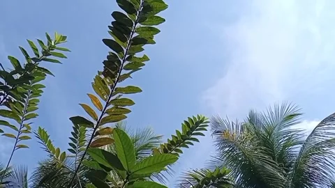 Tropical foliage view from below with palm trees and broad leaves Stock Footage 311576082
