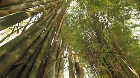 Tropical Stock Footage 12554410