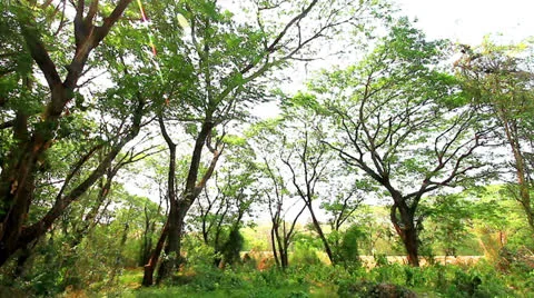 Tropical Video stock 22956718