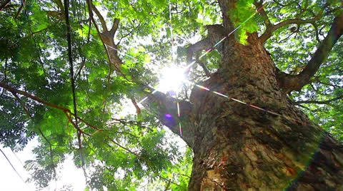 Tropical Stock Footage 24100991