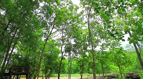 Tropical Video stock 24632368