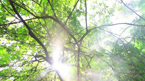 Tropical Stock Footage 25396241