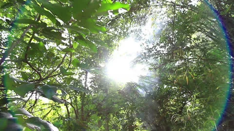 Tropical Stock-Footage 25396472