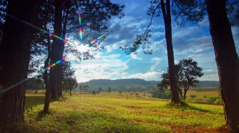 Tropical Video stock 33353490