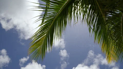 Tropical footage of sun rays filtering through moving palm leaves. Stock Footage 304583541