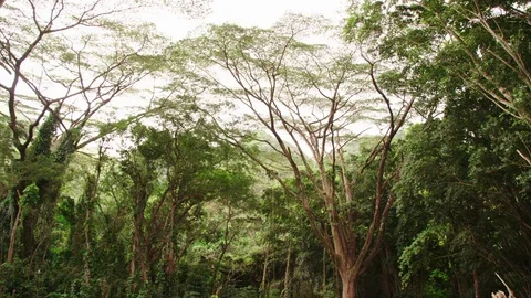 Tropical forest Acacia Koa trees up view from ground, Tilt down Stock Footage