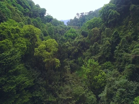 Tropical forest aerial view Vidéo 71596442