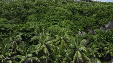 Tropical forest and beach, Seychelles. Stock Footage 132540908
