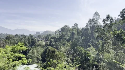 Tropical Forest and Mountain Landscape in Sri Lanka Video stock 331662627