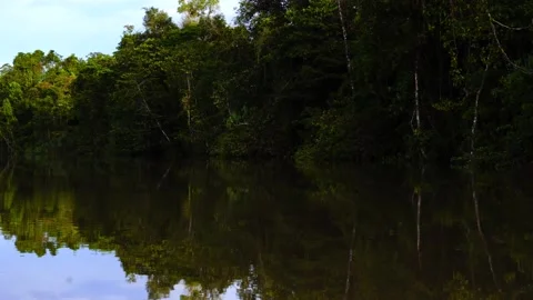 Tropical forest and river Stock Footage 231892585
