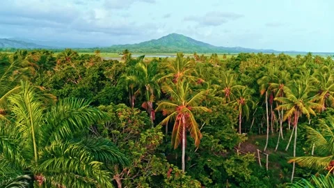 Tropical forest background with bright palms and trees in a mountain valley. Stock Footage 278474376