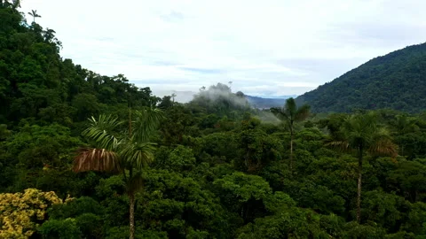 Tropical forest background: canopy of the amazon jungle with large biodiversity Stock Footage 234997888