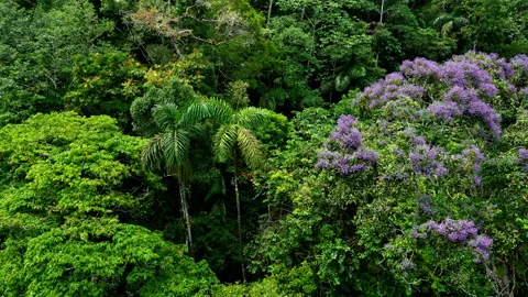 Tropical forest background: close up of purple flowers from the arenillo tree Stock Footage 236782911