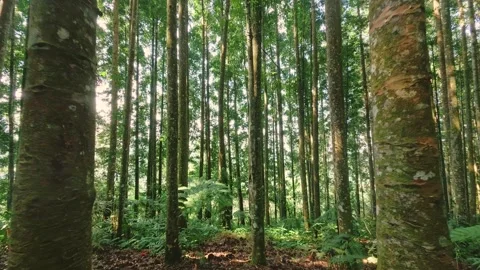 Tropical forest background with dense foliage for nature and environmental Video stock 337282871