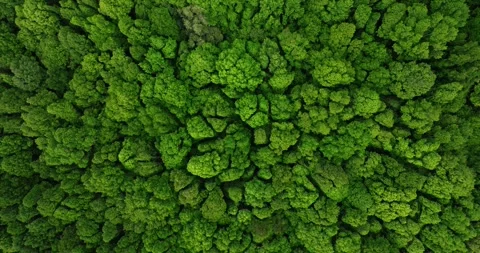 Tropical forest background. Drone view of Bali. Top view Stock Footage 256052655