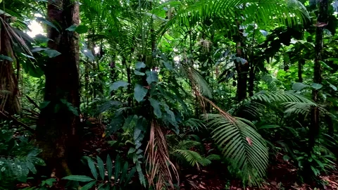 A tropical forest background, green and lush Vidéo 336922674