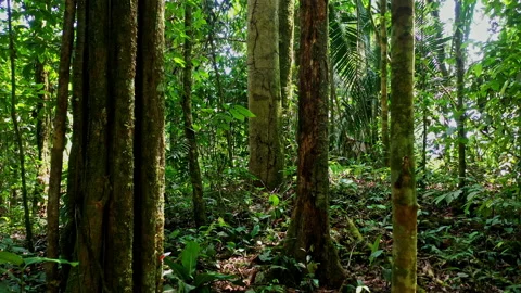 Tropical forest background: the interior of a rainforest Stock Footage 234934075