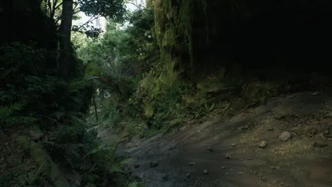 Tropical Forest Background In Jungle Rain Forest Stock Footage 259774408