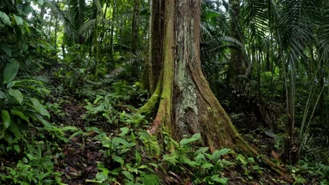 Tropical forest background: moving around a large trunk with above ground roots Stock Footage 160317583