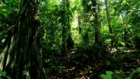 Tropical forest background; nature concept of lush inside of a rainforest Stockbeeldmateriaal 336925395