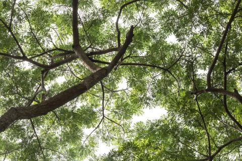Tropical forest background Stock Photos