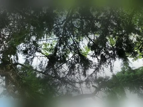 Tropical forest background Stock Photos