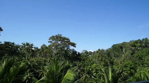 Tropical forest in Bali. Stock-Footage 67978229