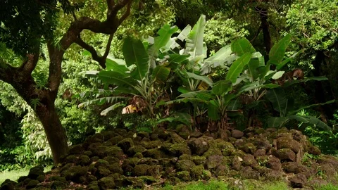 Tropical forest Banyan tree foreground, lush forest background, plate Stock Footage 80505575