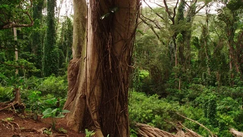 Tropical forest Banyan tree foreground, lush forest background, plate Video stock 80505655