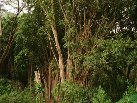 Tropical forest Banyan trees breeze blowing, lock off for plate Video stock 80505289