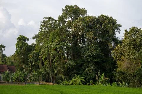 Tropical Forest Bordering Rice Field in Bali Stock Photos