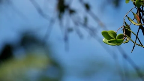 Tropical forest branches and leaves swaying against a blue sky background Stock Footage 297630376