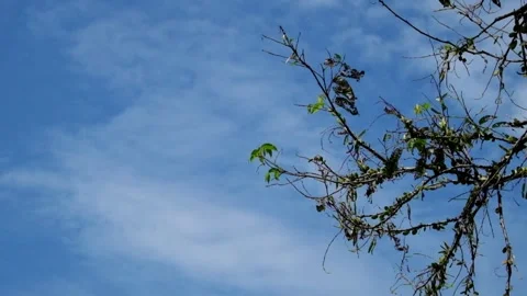 Tropical forest branches and leaves swaying against a blue sky background Stockbeeldmateriaal 297630403