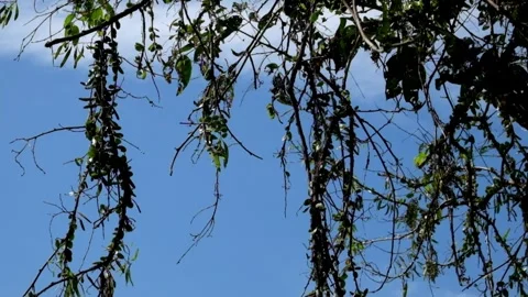 Tropical forest branches and leaves swaying against a blue sky background 動画素材 297630448