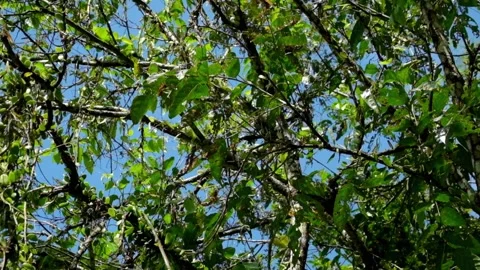 Tropical forest branches and leaves swaying Видео 297631075