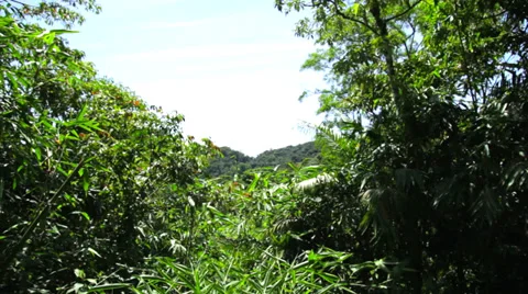 Tropical forest in Brazil Stock Footage 34163905