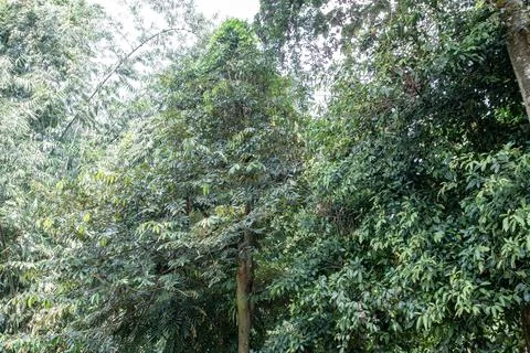 Tropical Forest Canopy with Dense Trees Stock Photos