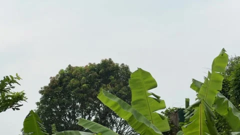 Tropical Forest Canopy Stock Footage 338018529