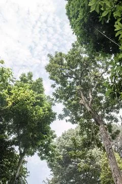 Tropical forest canopy gap with bright open sky Stockfoto's